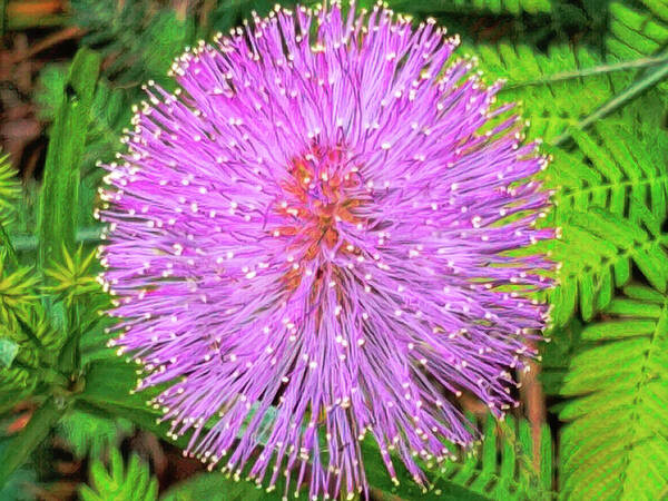 Touch-me-not Art Print featuring the photograph Sensitive Plant - Mimosa pudica by Susan Hope Finley