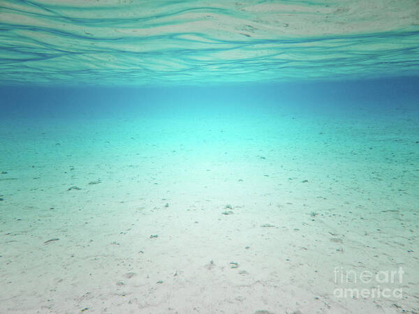 Underwater Art Print featuring the photograph Serenity by Becqi Sherman