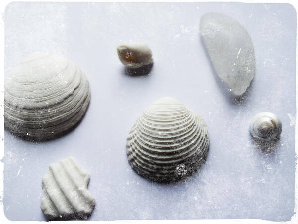 White Background Art Print featuring the photograph Shells by Nautic By Nature. Watercolor Illustrations From The Seaside