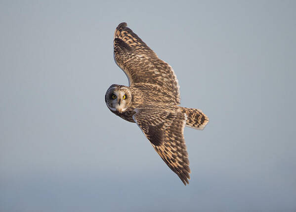 Wildlife Art Print featuring the photograph Short-eared Owl by Tony Xu