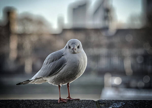 Gull Art Print featuring the photograph Smile? by Brian Sanders