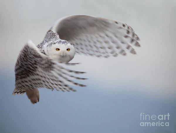 Raptor Art Print featuring the photograph Snowy Owl In Flight by Tom Middleton