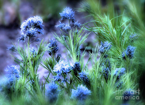 Flowers Art Print featuring the photograph Soft Blue by Elaine Manley