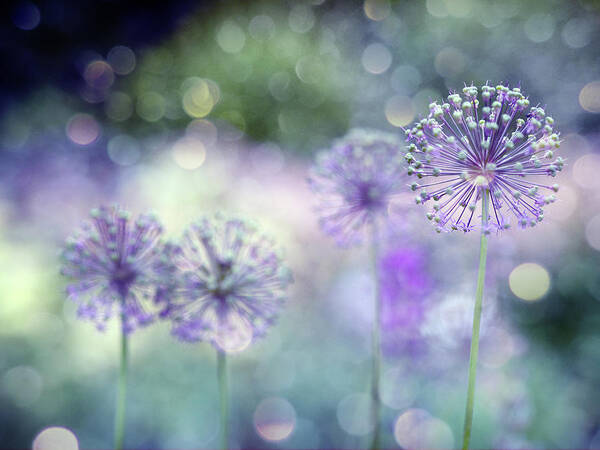 Allium Art Print featuring the photograph Sparkely by Rebecca Cozart