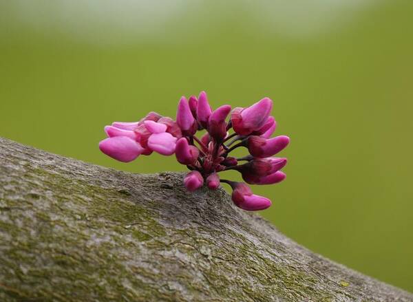 Jane Ford Art Print featuring the photograph Spring has sprung by Jane Ford