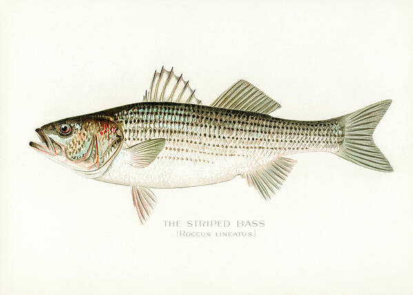 David Letts Art Print featuring the drawing Striped Bass by David Letts