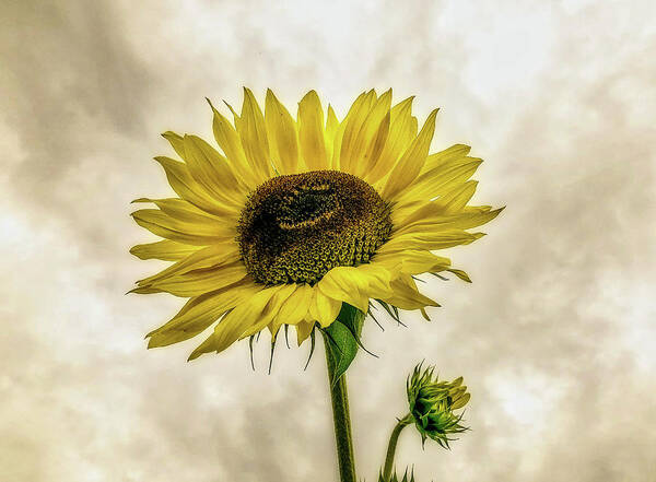 Sunflower Art Print featuring the photograph Sunflower by Anamar Pictures
