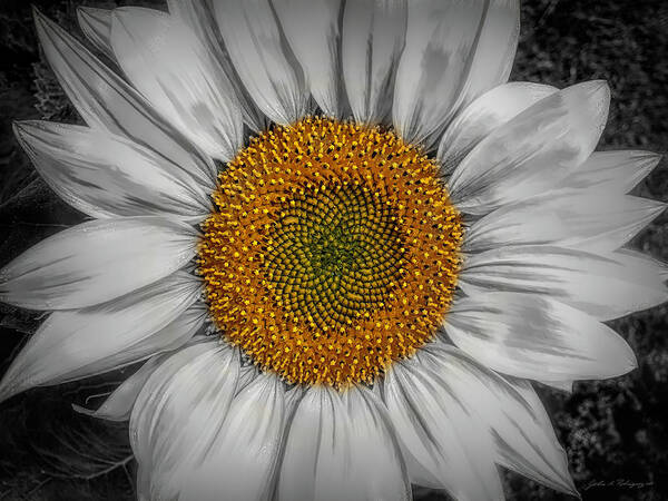 Photographs Art Print featuring the photograph Sunflower Delight by John A Rodriguez