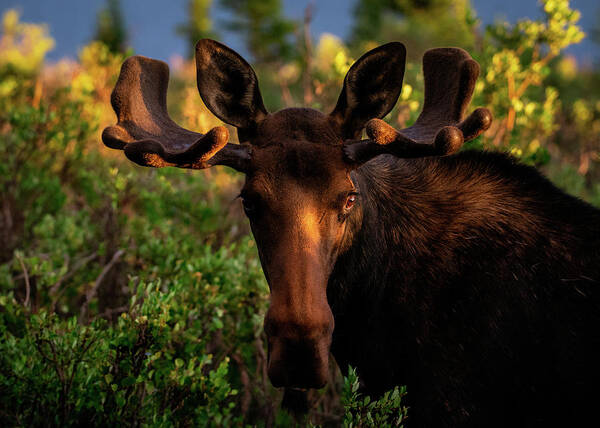 Moose Art Print featuring the photograph Sunrise in the Eye of a Young Bull by Gary Kochel
