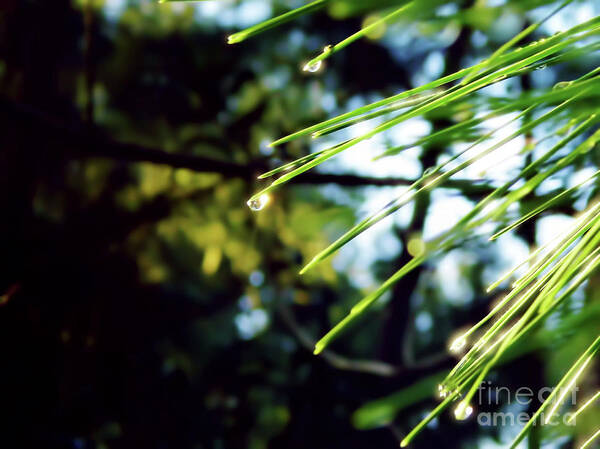 Pine Needle Art Print featuring the photograph Sunshine Dewdrop by D Hackett