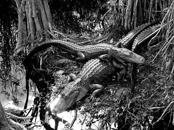 Alligators Swamp Everglades Art Print featuring the photograph Swamp Critters by Neil Pankler
