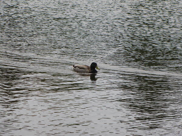 Duck Art Print featuring the photograph Swimming Duck in Pond by Devorah Shoshanna