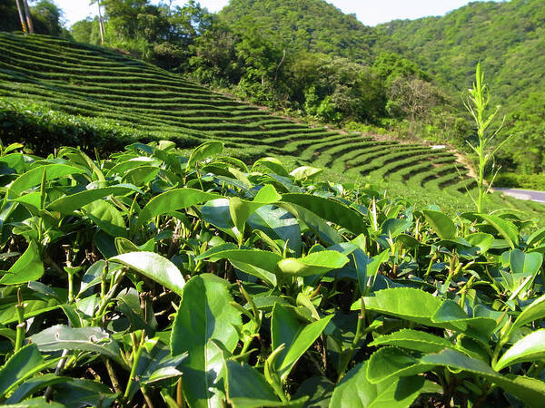 Taiwan Art Print featuring the photograph Tea Trees by Photography By Chen-kang Liu