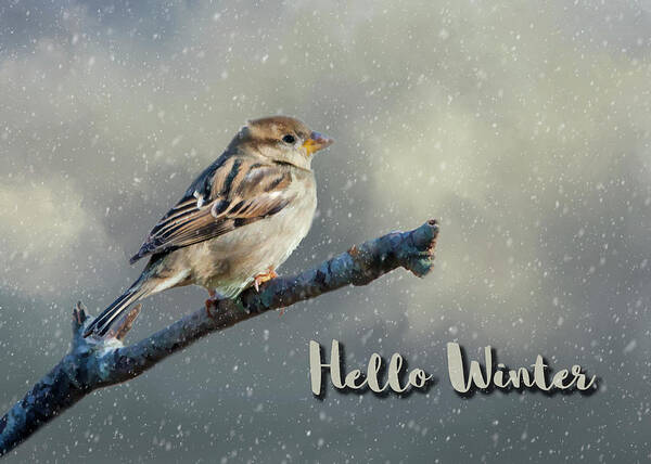 Sparrow Art Print featuring the photograph The First Snow by Cathy Kovarik