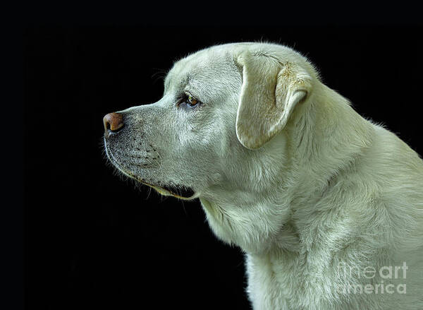 Dog Art Print featuring the photograph The Good Boy-Labrador Retriever Portrait by Diane Diederich