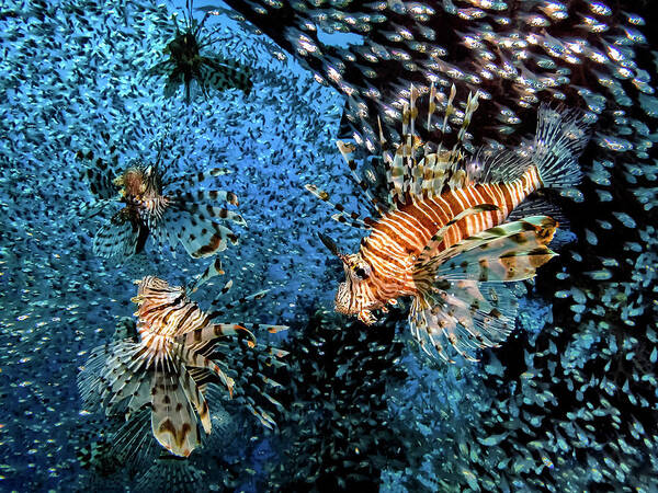 Lion-fish Art Print featuring the photograph The Hunt by Dani Barchana