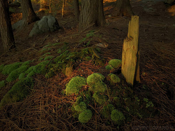 Moss Art Print featuring the photograph The Secret by Jerry LoFaro