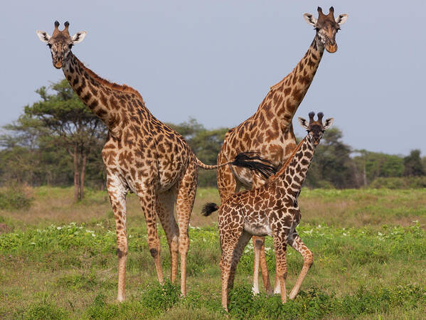 Giraffe Calf Art Print featuring the photograph Three Masai Giraffe In The Serengeti by Mint Images - Art Wolfe