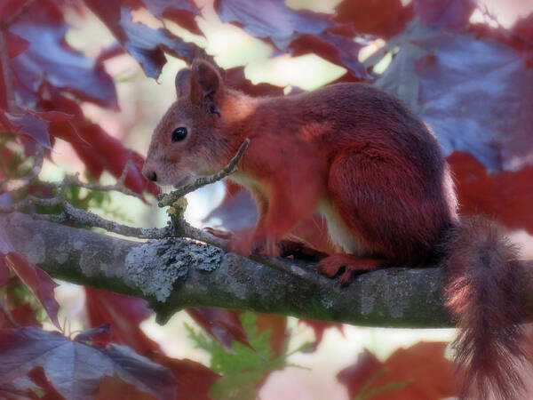 Squirrel Art Print featuring the photograph Time To Get Up And Go To Work by Johanna Hurmerinta