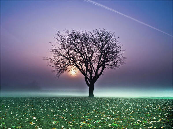 Tranquility Art Print featuring the photograph Tree In Field by Ulrich Mueller