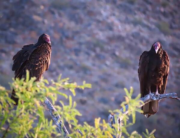 Arizona Art Print featuring the photograph Turkey Vulture Couple by Judy Kennedy
