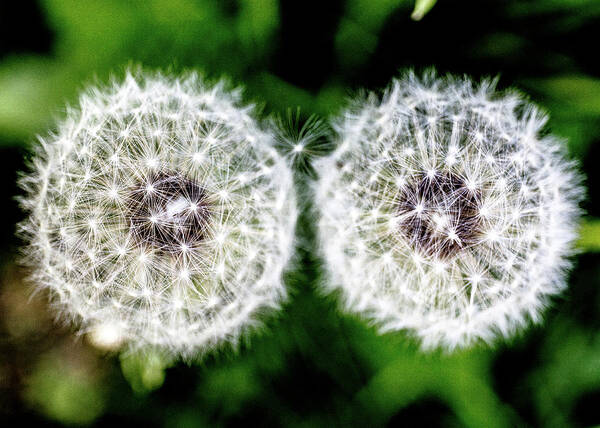 Flower Art Print featuring the photograph Two Dandelions by Tim Kirchoff