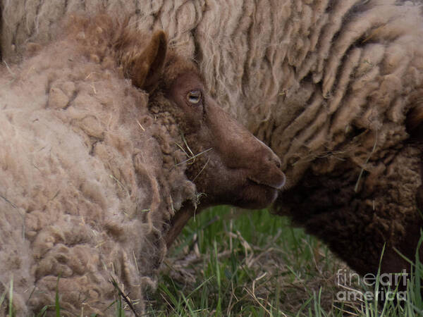 Sheep Art Print featuring the photograph Two Sheep Hanging out together. by Christy Garavetto