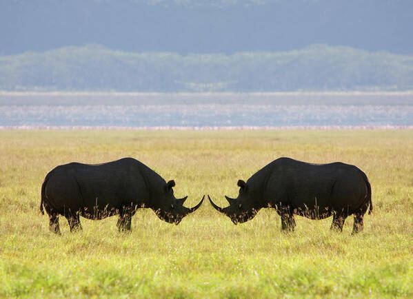 Animal Themes Art Print featuring the photograph Two White Rhinoceros Face To Face On by Grant Faint