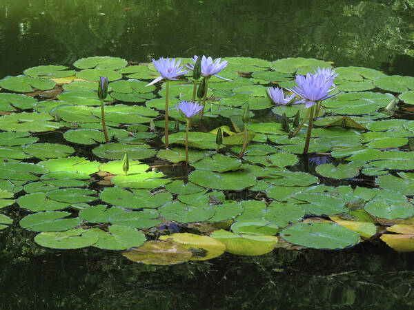 Animal Themes Art Print featuring the photograph Water Lillies With Frogs by João Caetano Dias