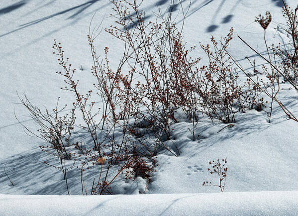 Weeds Poking Through Snow
Photographic Art Print featuring the photograph Weeds Poking Through Snow by Anthony Paladino