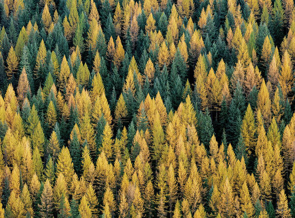 Idaho Scenics Art Print featuring the photograph Western Larch forest by Leland D Howard
