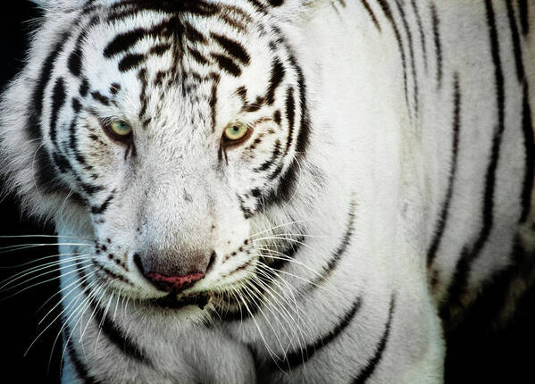White Tiger Art Print featuring the photograph White Bengal Tiger by Hector Garcia @kirai