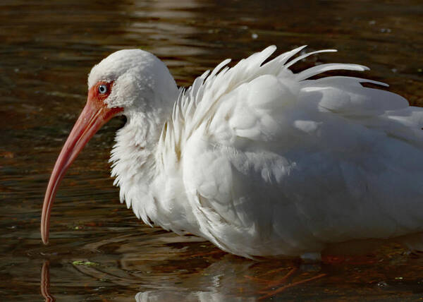 Birds Art Print featuring the photograph White Ibis with Ruffled Feathers by Margaret Zabor