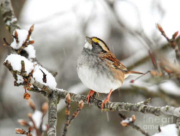 White-throated Sparrow Art Print featuring the photograph Wild Birds of Winter - White-throated Sparrow by Kerri Farley