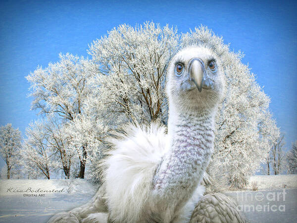 Vulture Art Print featuring the photograph Winter becomes her by Kira Bodensted