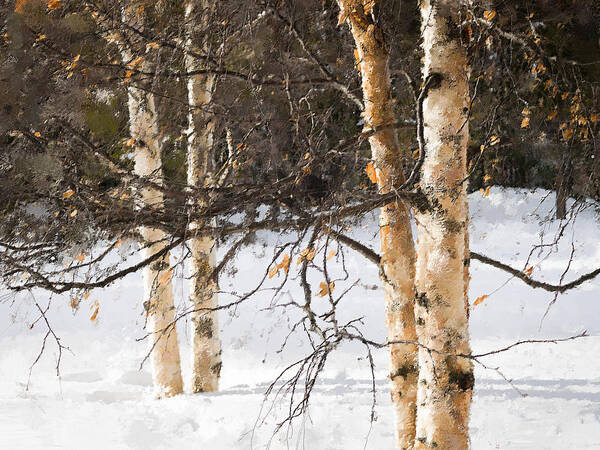 Winter Art Print featuring the photograph Winter in Canada by Alexander Fedin