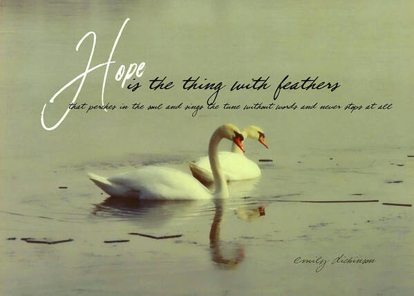 All Art Print featuring the photograph WINTER SWANS quote by JAMART Photography