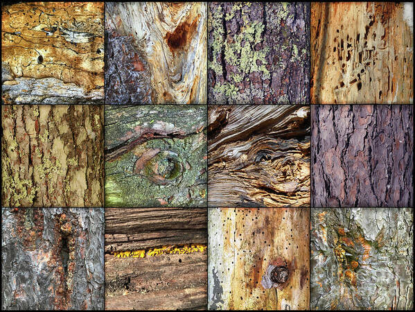 Abstract Art Print featuring the photograph Woodland Abstracts Tree Texture Tiles B by Amy E Fraser