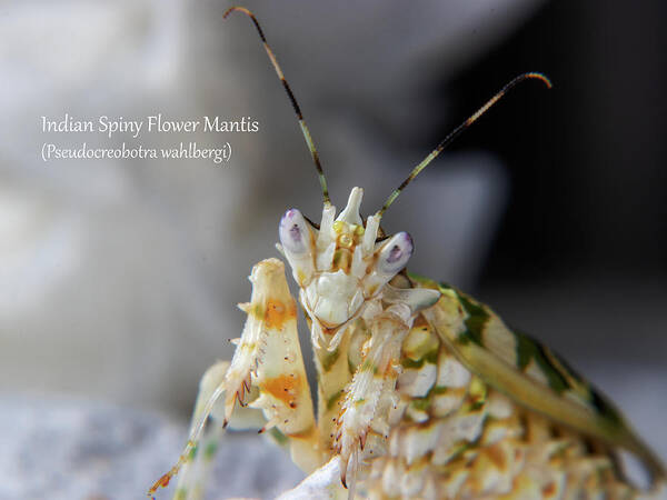 African Art Print featuring the photograph African Spiny Flower Mantis #3 by Mark Berman