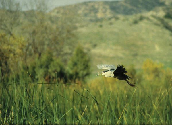 California Art Print featuring the photograph Black-Crowned Night Heron #1 by Robert Harris