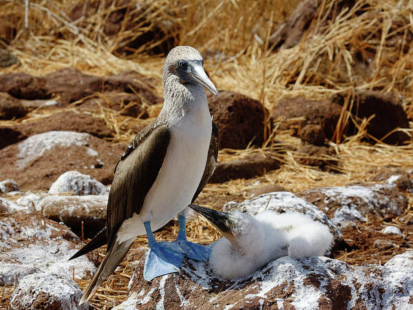 Blue-footed Boobies Art Print featuring the photograph Blue-footed Boobies #1 by Sally Weigand