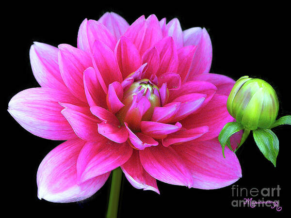 Nature Art Print featuring the photograph Delicate Dahlia #1 by Mariarosa Rockefeller