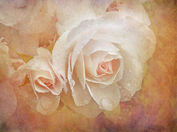Rose Art Print featuring the photograph Dreaming of Peach Roses by Jennie Marie Schell