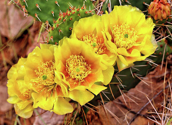 Cactus Art Print featuring the photograph Five Cactus Blossoms #1 by Bob Falcone