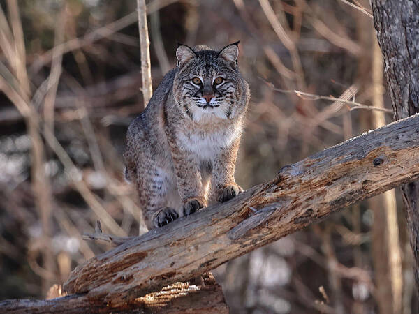 Bobcat Art Print featuring the photograph Focused On Me #1 by Duane Cross