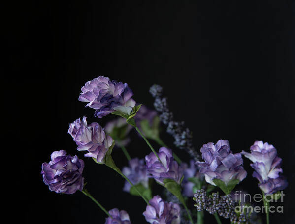 Purple Art Print featuring the photograph Lavender #1 by Juli Scalzi