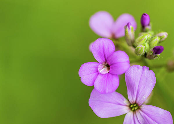 Nature Art Print featuring the photograph Pink Flowers #1 by Amelia Pearn