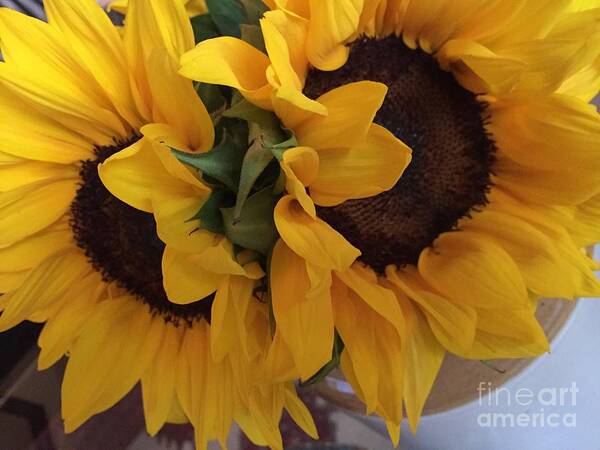 Sunny Art Print featuring the photograph Sunflower Series 1-1 #1 by J Doyne Miller