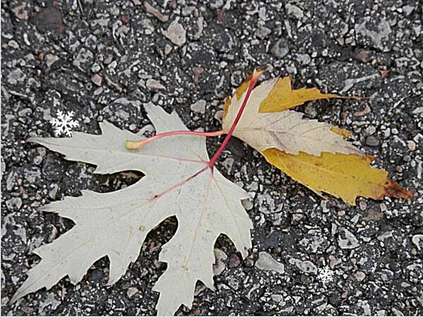 Leaf Art Print featuring the photograph Turning a New Leaf #1 by Deborah Kunesh