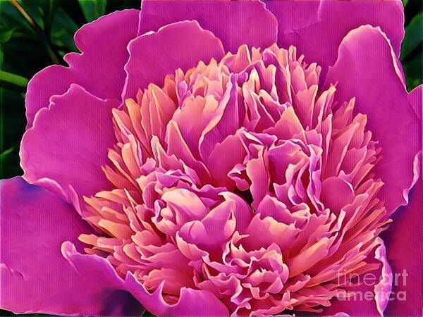 Flowers Art Print featuring the painting Peony #3 by Marilyn Smith